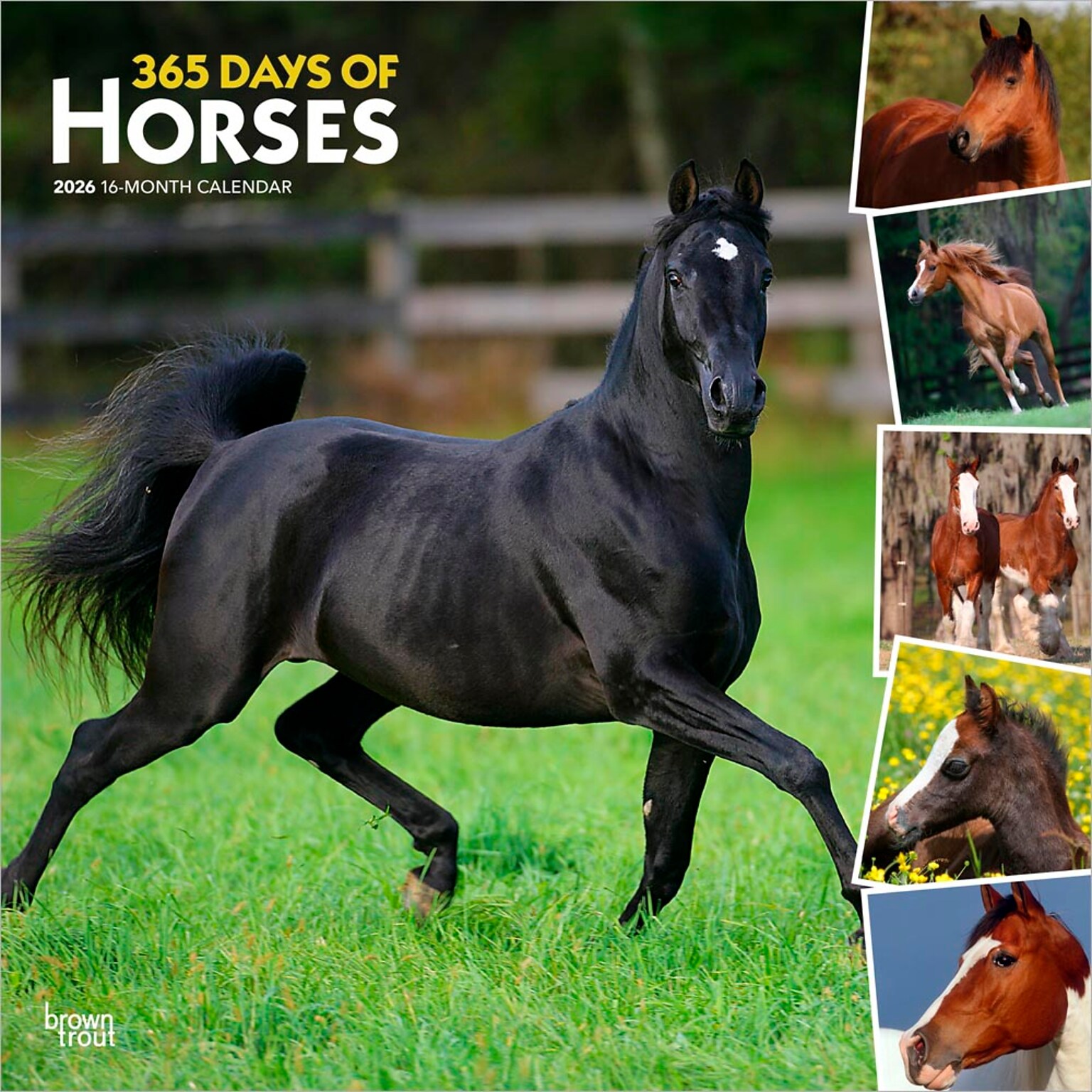 2026 BrownTrout 365 Days of Horses 12 x 12 Monthly Wall Calendar (9798330703760)