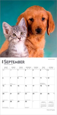 2026 BrownTrout Kittens & Puppies 12" x 12" Monthly Wall Calendar (9798330704101)