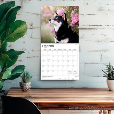 2026 BrownTrout Shiba Inu 12" x 12" Monthly Wall Calendar (9798330705528)
