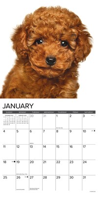 2026 Willow Creek Poodle Puppies 12" x 12" Monthly Wall Calendar (52433)