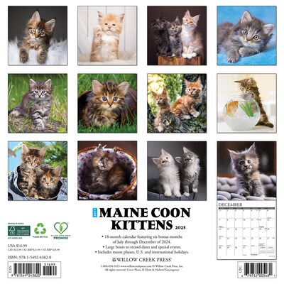 2025 Willow Creek Just Maine Coon Kittens 12 x 12 Monthly Wall Calendar (43820)