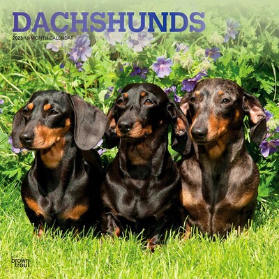 2023 BrownTrout Dachshunds 12 x 12 Monthly Wall Calendar (9781975449193)
