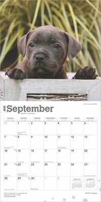 2025 BrownTrout Staffordshire Bull Terriers Puppies 12" x 12" Monthly Square Wall Calendar (9781975475741)
