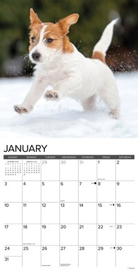 2027 Willow Creek Jack Russell Puppies 12" x 12" Monthly Wall Calendar (60827)