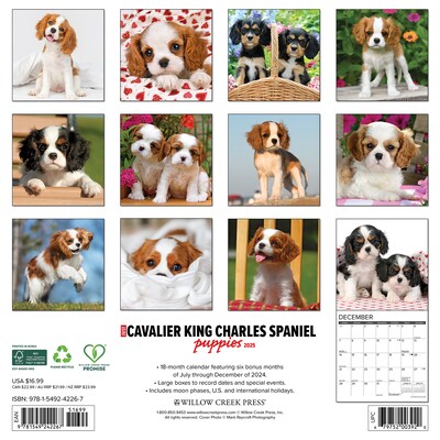 2025 Willow Creek Just Cavalier King Charles Spaniel Puppies 12 x 12 Monthly Wall Calendar (42267)