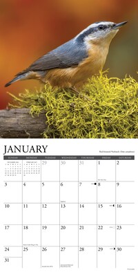 2027 Willow Creek Backyard Birds 12" x 12" Monthly Wall Calendar, Assorted Colors (58978)