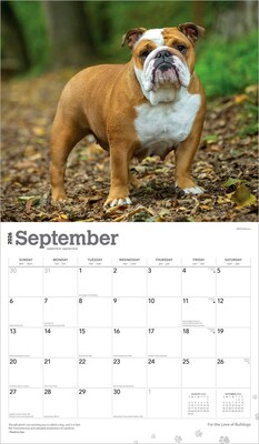 2026 BrownTrout For the Love of Bulldogs 14" x 12" Monthly Wall Calendar (9798330707133)