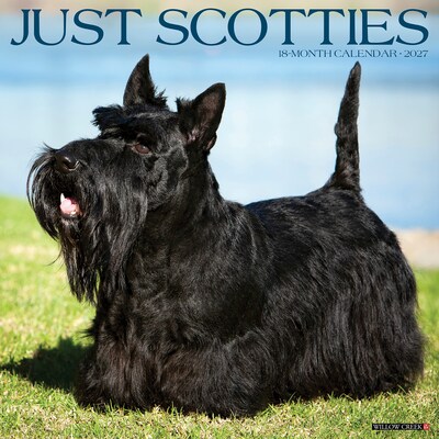 2027 Willow Creek Scotties 12 x 12 Monthly Wall Calendar, Assorted Colors (62203)