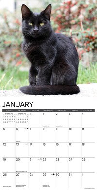 2025 Willow Creek Black Cats 12" x 12" Monthly Wall Calendar (41833)