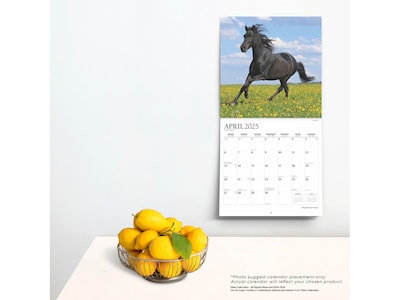 2024-2025 Plato Magnificent Horses 12" x 12" Academic & Calendar Monthly Wall Calendar (9781975481339)
