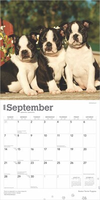 2025 BrownTrout Boston Terrier Puppies 12" x 12" Monthly Wall Calendar (9781975476694)