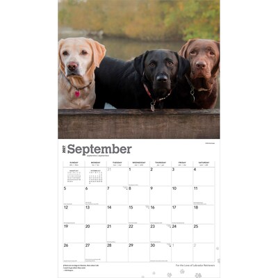 2027 BrownTrout For the Love of Labrador Retrievers 14" x 12" Monthly Wall Calendar, Assorted Colors (9798330714681)