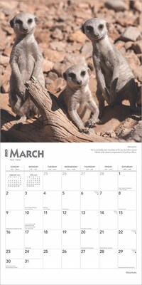 2025 BrownTrout Meerkats 12" x 12" Monthly Square Wall Calendar (9781975475215)