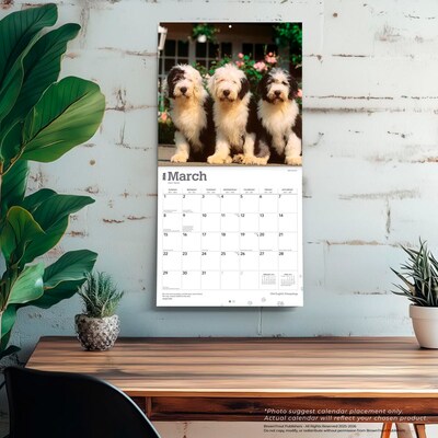 2026 BrownTrout Old English Sheepdogs 12" x 12" Monthly Wall Calendar (9798330704989)