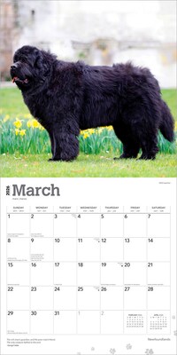 2026 BrownTrout Newfoundlands 12" x 12" Monthly Wall Calendar (9798330704903)