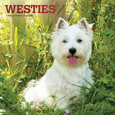 2023 BrownTrout West Highland White Terriers 12 x 24 Monthly Wall Calendar, (9781975453060)