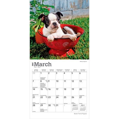 2027 BrownTrout Boston Terrier Puppies 7" x 7" Monthly Wall Calendar, Assorted Colors (9798330709939)