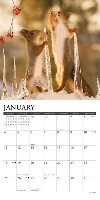 2026 Willow Creek Gettin' Squirrelly 7" x 7" Monthly Wall Calendar (53591)