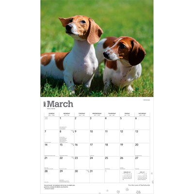 2027 BrownTrout For the Love of Dachshunds 14" x 12" Monthly Wall Calendar, Assorted Colors (9798330709243)