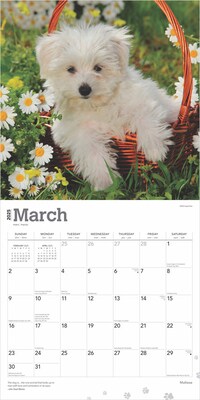 2025 BrownTrout Maltese 12" x 12" Monthly Square Wall Calendar (9781975477400)