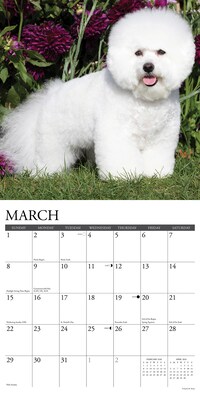 2026 Willow Creek Bichon Frises 12" x 12" Monthly Wall Calendar (50248)