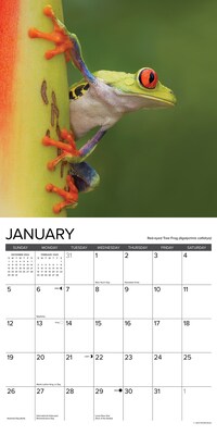 2025 Willow Creek Just Frogs 12" x 12" Monthly Wall Calendar (42977)