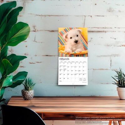 2026 BrownTrout West Highland White Terrier Puppies 7" x 7" Monthly Wall Calendar (9798330706259)