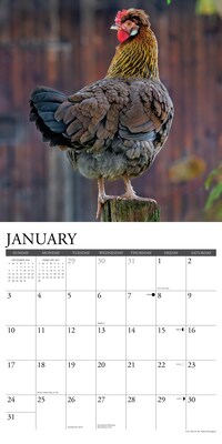 2027 Willow Creek Just Us Chickens 12" x 12" Monthly Wall Calendar (60896)