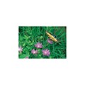 Medical Arts Press® Standard 4x6 Postcards; Wild Flowers and Butterfly