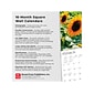 2024 BrownTrout Sunflowers 12" x 12" Monthly Wall Calendar (9781975465223)