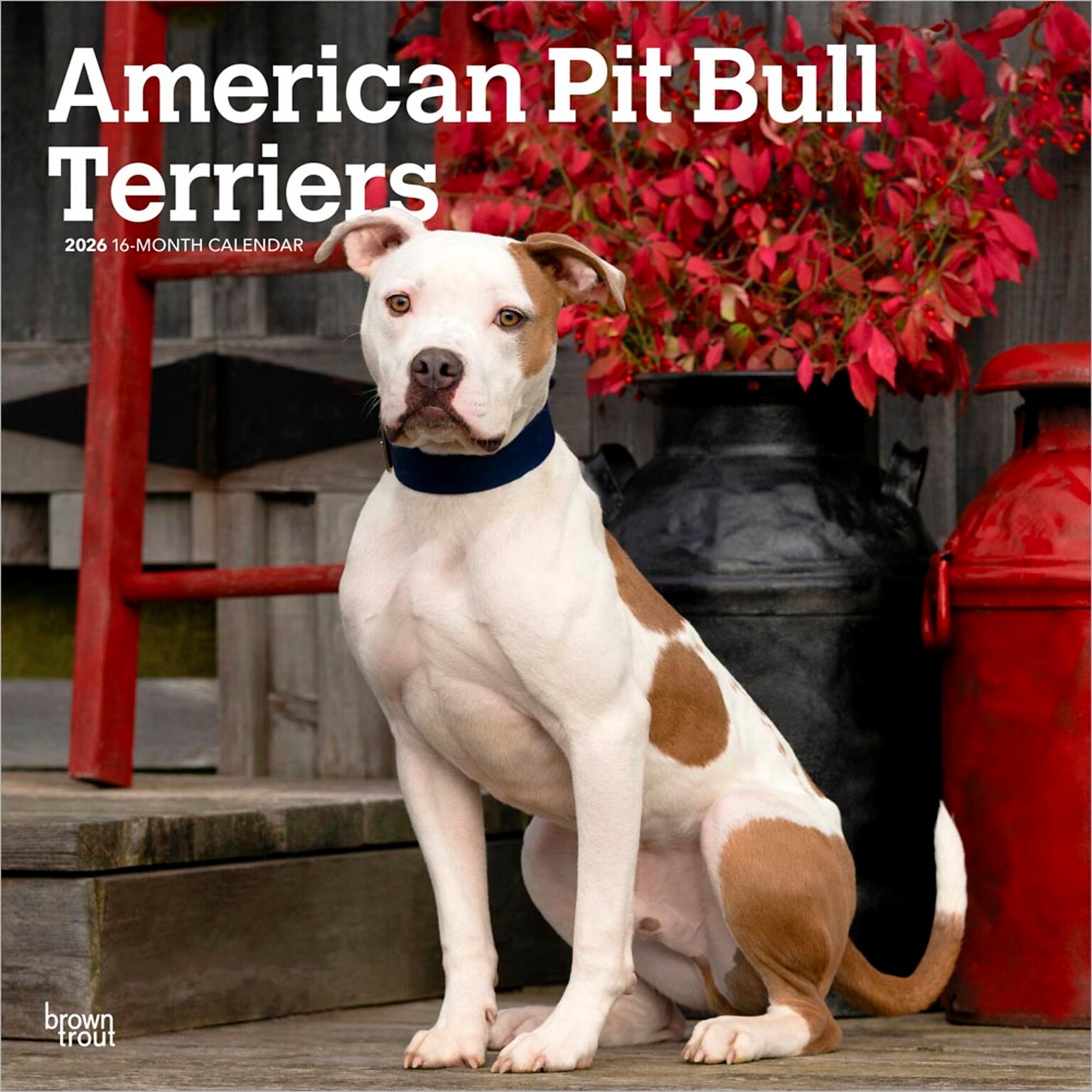 2026 BrownTrout American Pit Bull Terriers 12 x 12 Monthly Wall Calendar (9798330702091)