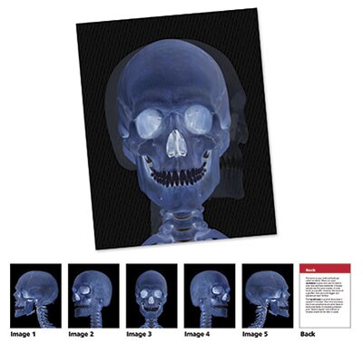 New View Science Human Body Card Set