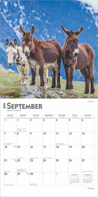 2025 BrownTrout Donkeys 12" x 24" Monthly Square Wall Calendar, (9781975476946)