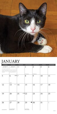 2025 Willow Creek Just Tuxedo Cats 12" x 12" Monthly Wall Calendar (45190)