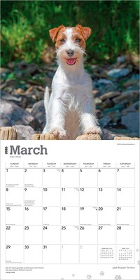 2026 BrownTrout Jack Russell Terriers 12" x 12" Monthly Wall Calendar (9798330703975)