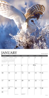 2027 Willow Creek Owls 12" x 12" Monthly Wall Calendar (61664)