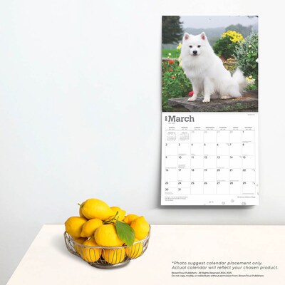 2025 BrownTrout American Eskimo Dogs 12" x 24" Monthly Square Wall Calendar (9781975476496)
