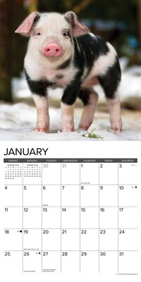 2026 Willow Creek 12 Little Piggies 12" x 12" Monthly Wall Calendar (55298)