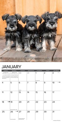 2026 Willow Creek Miniature Schnauzers 12" x 12" Monthly Wall Calendar (55502)