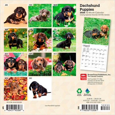 2026 BrownTrout Dachshund Puppies 7 x 7 Monthly Wall Calendar (9798330703081)