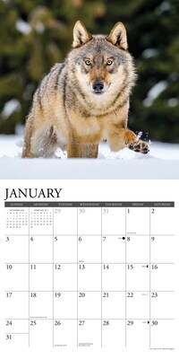 2027 Willow Creek Spirit of the Wolf 12" x 12" Monthly Wall Calendar, Assorted Colors (62456)