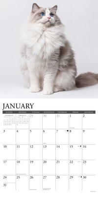 2027 Willow Creek Multi 12" x 12" Monthly Wall Calendar, Assorted Colors (61985)