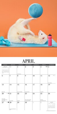2025 Willow Creek The Modern Ferret 12" x 12" Monthly Wall Calendar (43967)