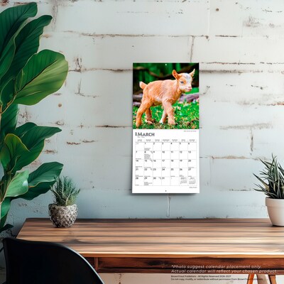 2027 BrownTrout Baby Goats 7" x 7" Monthly Wall Calendar, Assorted Colors (9798330709762)