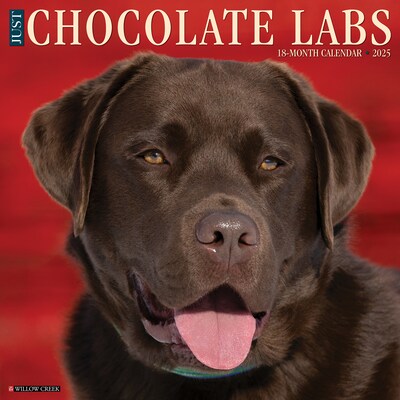 2025 Willow Creek Just Chocolate Labs 12 x 12 Monthly Wall Calendar (42359)
