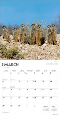 2026 BrownTrout Meerkats 12" x 12" Monthly Wall Calendar (9798330704545)