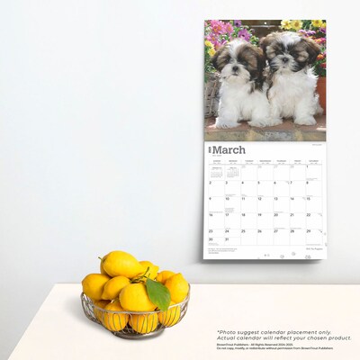 2025 BrownTrout Shih Tzu Puppies 12" x 24" Monthly Square Wall Calendar, (9781975477752)