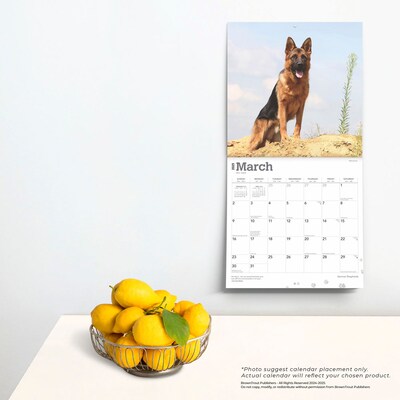 2025 BrownTrout German Shepherds 12" x 12" Monthly Square Wall Calendar (9781975477011)