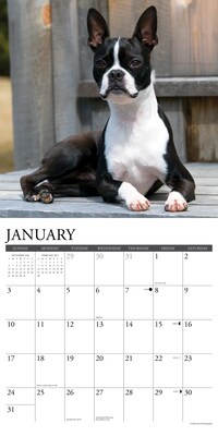 2027 Willow Creek Boston Terriers 12" x 12" Monthly Wall Calendar, Assorted Colors (59302)