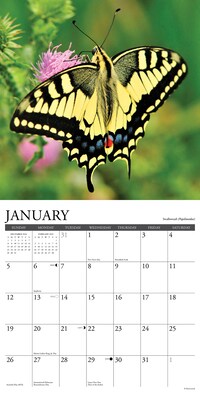 2025 Willow Creek Butterflies 12" x 12" Monthly Wall Calendar (42052)